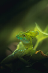green lizard on a leaf