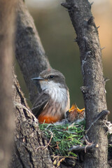 Caring Pyrocephalus Rubinus Bird Providing Care for Its Chicks in a Nest, with a Beautifully Natural and Serene Background