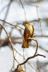 Stunning female flycatcher resting on a tree branch with softly blurred background and surroundings. pyrocephalus rubinus