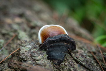 Ganoderma lucidum fungus that lives on dead trees