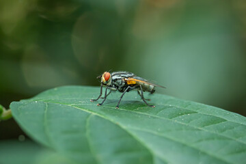 a housefly perched on the green leaves of a bush