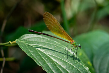 Atrocalopteryx atrata, which is on the stems and leaves of shrubs, was photographed using the macro photography concept