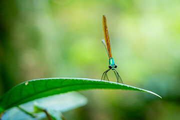 Atrocalopteryx atrata, which is on the stems and leaves of shrubs, was photographed using the macro...
