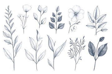 Detaillierte botanische Illustrationen von verschiedenen Blumen und Pflanzen