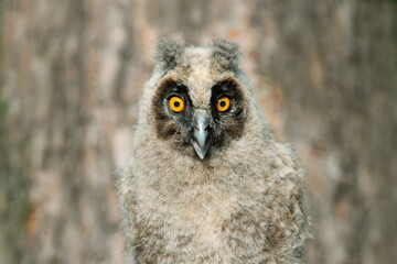 great horned owl