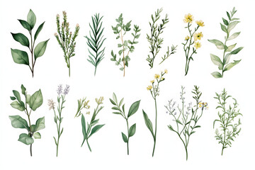 Detaillierte botanische Illustrationen von verschiedenen Blumen und Pflanzen