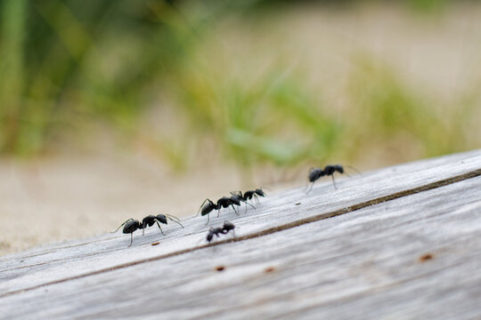 gros plan sur des grosses fourmies