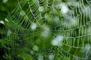 Spinnennetz mit Tautropfen