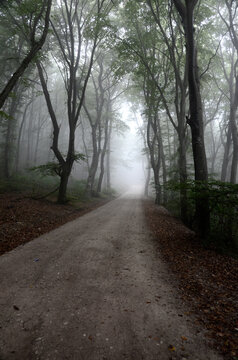 einsamer Waldweg im Herbst