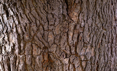 Tree bark background, tree bark backdrop
