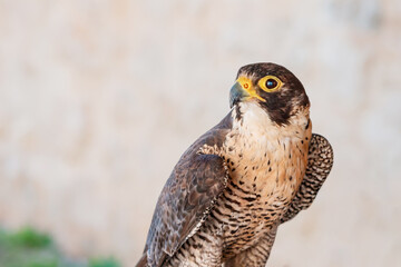 A majestic falcon perched on a branch, its sharp beak and yellow eyes capturing the essence of a...