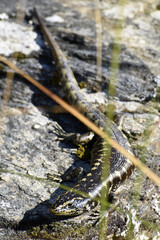 otago skink lizard (oligosoma otagenese) in the sun on a rock seen in Dunedin, south island, New Zealand  