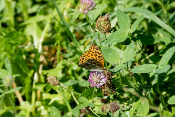 Silver-washed Fritillary butterfly (Argynnis paphia) sitting on pink flower in Zurich, Switzerland