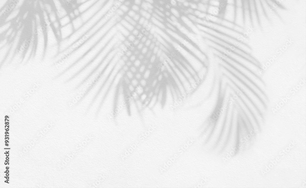 Poster Grey shadow of natural palm leaf abstract background falling on white wall texture for background and wallpaper. Tropical palm leaves foliage shadow overlay effect, foliage mockup and design