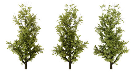 Three Green Fir Trees Isolated on transparent background, Christmas Tree, Evergreen, Forest, Holiday