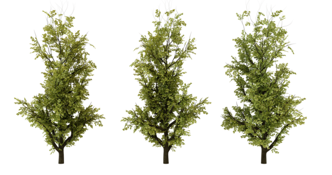 Three Green Fir Trees Isolated on transparent background, Christmas Tree, Evergreen, Forest, Holiday