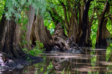 arboles, raices de arbol, camecuaro, michoacan, naturaleza, agua, Lago de Camécuaro, parque nacional, mexico, paisaje