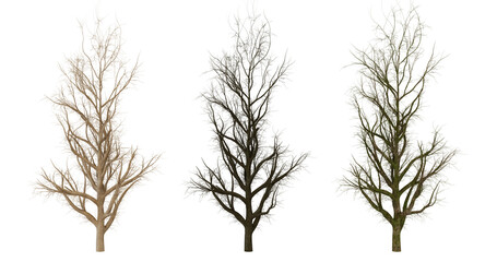 Fototapeta premium Three dried pampas grass stalks on transparent background