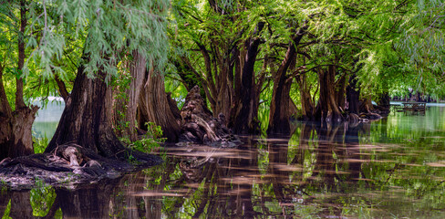 arboles, raices de arbol, camecuaro, michoacan, naturaleza, agua, Lago de Camécuaro, parque nacional, mexico, paisaje