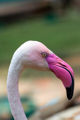 Fototapeta premium pink flamingo bird head close up photo on summer nature background. High quality photo