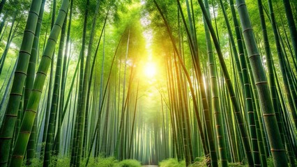 Lush bamboo forest with soft morning light creating a tranquil and peaceful atmosphere