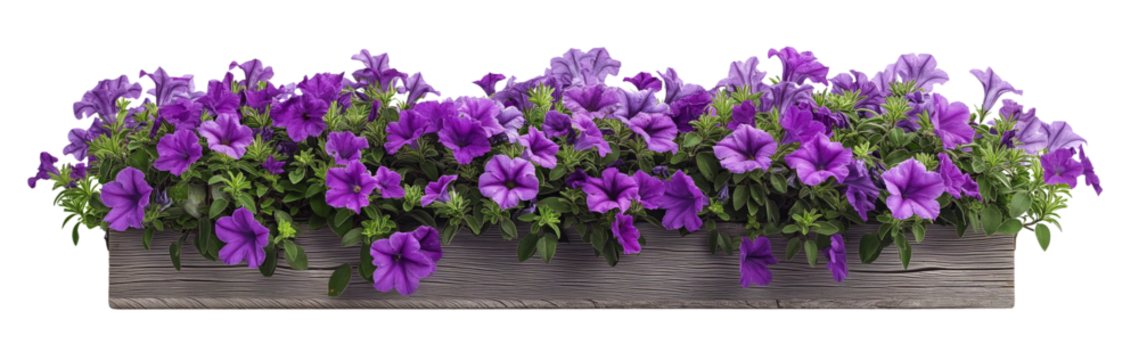 Purple petunias flowers in wooden flower box isolated on white or transparent background, cutout png, 3D rendering