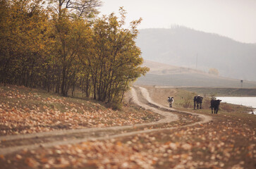 A herd of cows on the autumnal field. The cow is walking along the road to the pasture. cloudy day in autumn. Rural landscape.