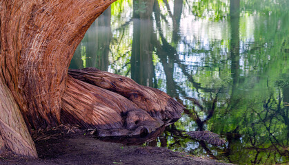 arboles, raices de arbol, camecuaro, michoacan, naturaleza, agua, Lago de Camécuaro, parque nacional, mexico, paisaje, corteza de arbol