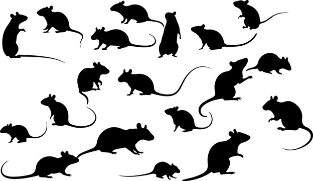 Set de souris - rats en silhouette, isol&eacute;, noir sur fond blanc