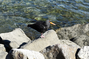 black variable oystercatcher (haematopus unicolor), endemic to New Zealand, with special red bills...