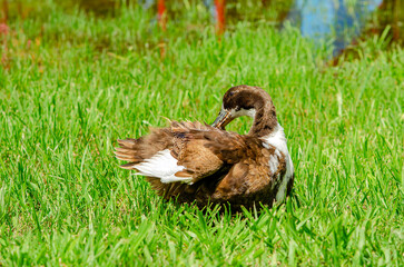 patos, estanque, arboles, raices de arbol, camecuaro, michoacan, naturaleza, agua, Lago de Camécuaro, parque nacional, mexico, paisaje, corteza de arbol