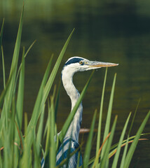 great blue heron