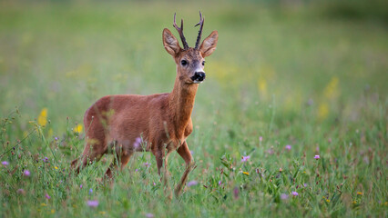 Roe Deer Buck Walking on Green Summer Meadow with Flowers
