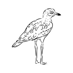 Vector card with hand drawn cute plover. Beautiful animal design elements, ink drawing