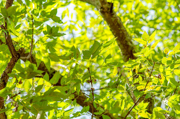 ramas de arboles, textura, verde, ramas, contraluz, follaje