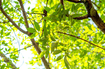 ramas de arboles, textura, verde, ramas, contraluz, follaje