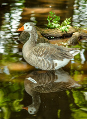 patos, estanque, arboles, raices de arbol, camecuaro, michoacan, naturaleza, agua, Lago de...
