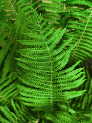 beautiful close-up green fern branch against the background
