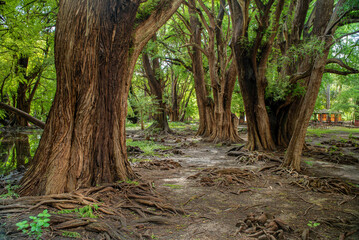 arboles, raices de arbol, camecuaro, michoacan, naturaleza, agua, Lago de Camécuaro, parque nacional, mexico, paisaje