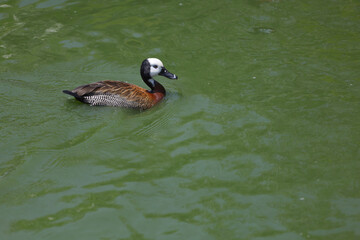 The White-faced Whistling Duck is swimming in the river