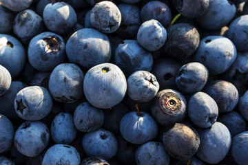 Fresh blueberries close-up, macro. Sunny day.