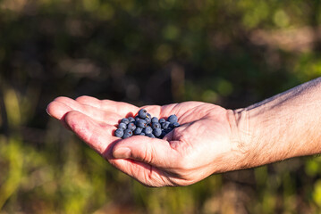 Fresh blueberries in hand. Harvest concept, eco food.