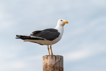 A young Larus livens bird sits on a pole near the sea coast and looks at the camera against a blue sky. Close-up portrait. White plumage with black wings and an orange-red beak. Yellow legs.