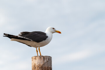 A young Larus livens bird sits on a pole near the sea coast and looks at the camera against a blue sky. Close-up portrait. White plumage with black wings and an orange-red beak. Yellow legs.