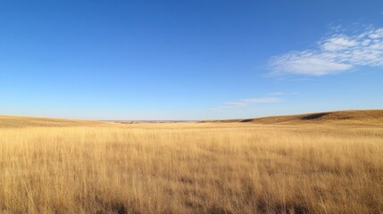 Expansive Grassland Under a Clear Blue Sky