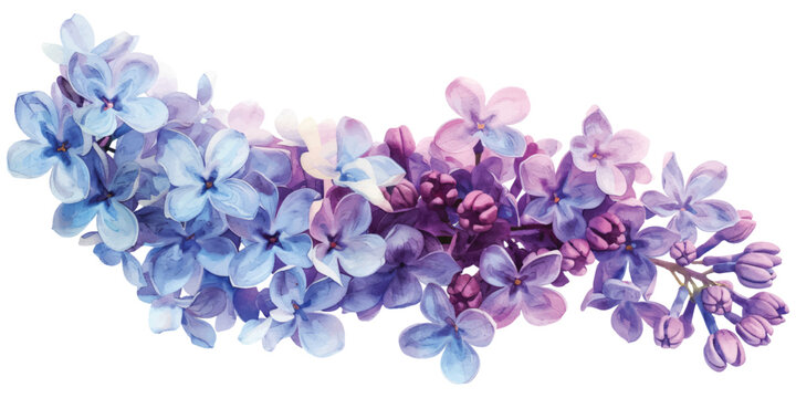 Watercolor purple violet lilac flowers branches design resources elements