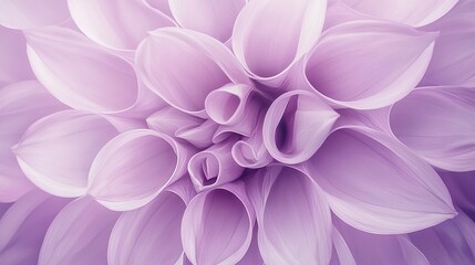   A close-up of a vibrant purple flower surrounded by an array of petals at its core