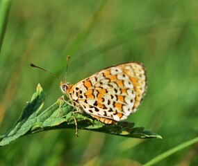 Bräunlicher Scheckenfalter (Melitaea trivia)