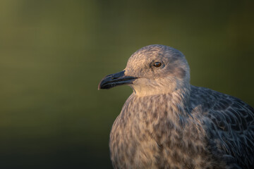 close up of a seagull