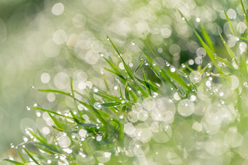 Morning dew glistens on blades of fresh green grass, captured in a soft-focus, dreamy close-up that highlights the sparkling droplets and the delicate textures of nature.